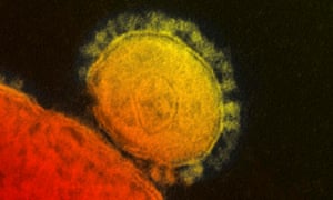 The Middle East respiratory syndrome (Mers) coronavirus, which is related to the newly identified flu-like illness but killed a third of those infected.