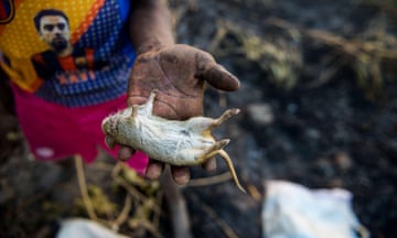 A boy holds a dead bush mouse in his hand, northern Ghana.