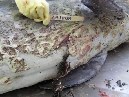 A dolphin in the post-mortem room table at Murdoch University’s School of Veterinary Medicine, lying on its side showing severe skin lesions on its underside and the right side of its chest.