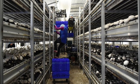 Workers harvest mushrooms at a farm in Athlone