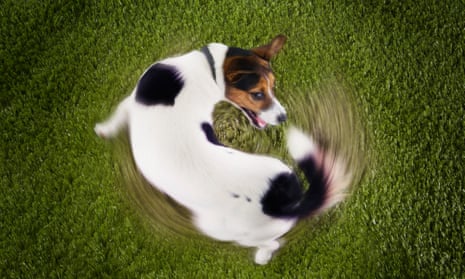 Why Do Dogs Chase Their Tails: Uncovering the Mystery