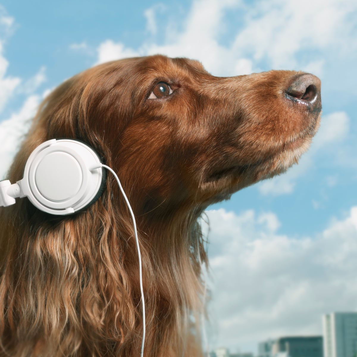 Petflix and chill: does your dog need a streaming service? | Pets | The  Guardian