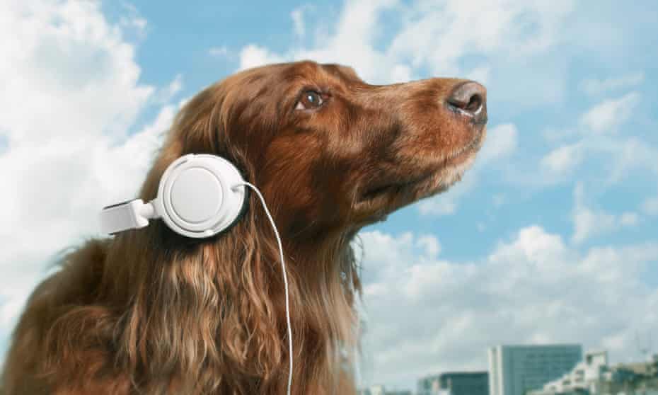 A dog wearing headphones 