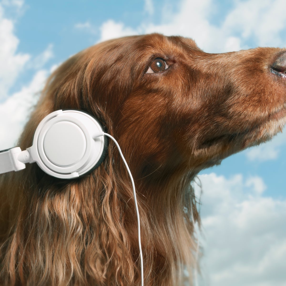 Pet sounds: why your dog loves listening to Bob Marley | Music | The  Guardian