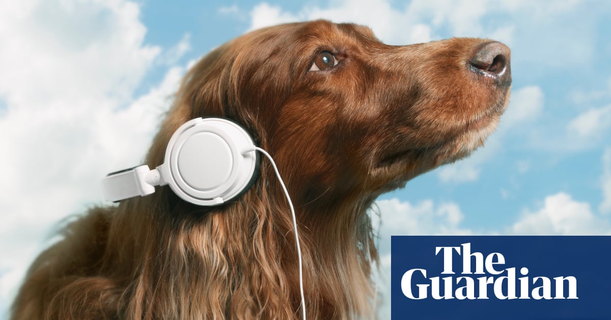 Pet sounds: why your dog loves listening to Bob Marley