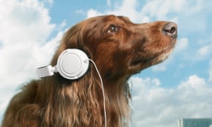 Pet Sounds Why Your Dog Loves Listening To Bob Marley
