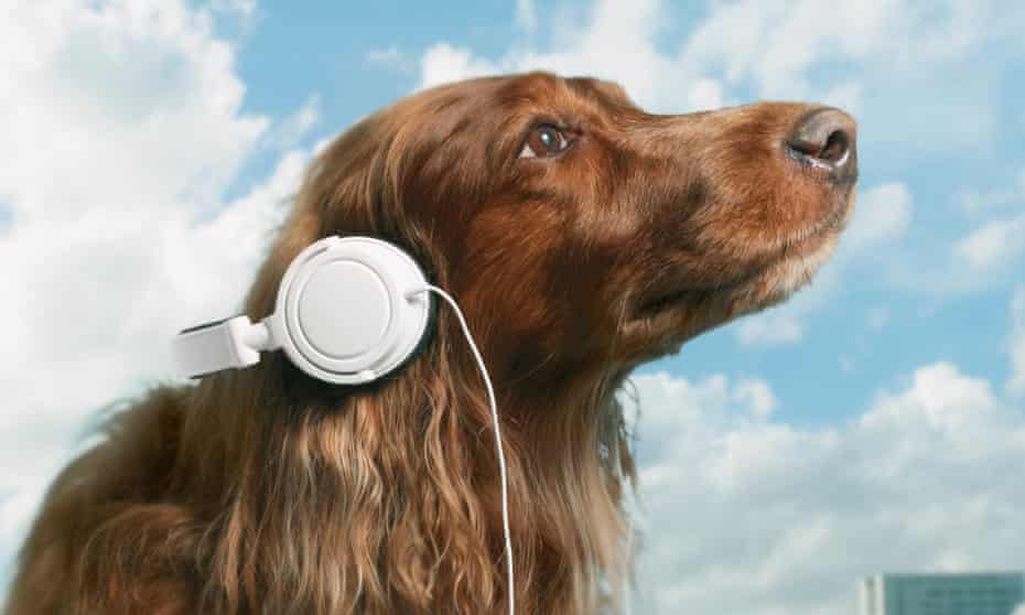 Pet sounds: research shows dogs prefer music genres that mimic their own heart rate.