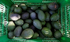 Avocados in Uruapan, Michoacán State, Mexico