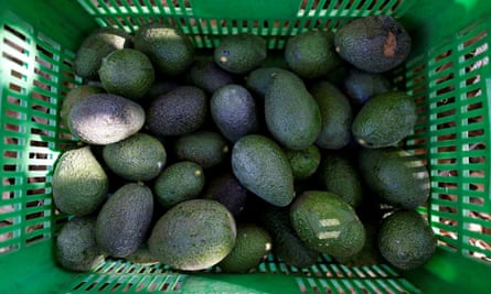 Aguacates en un huerto de Uruapan.