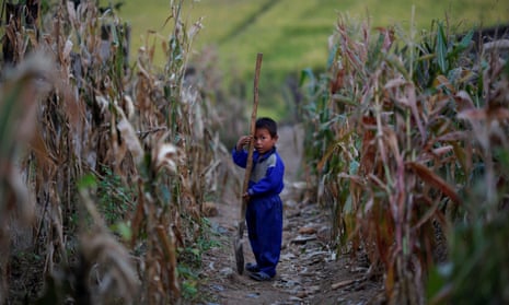 File photo of a North Korean in a corn field damaged by floods.