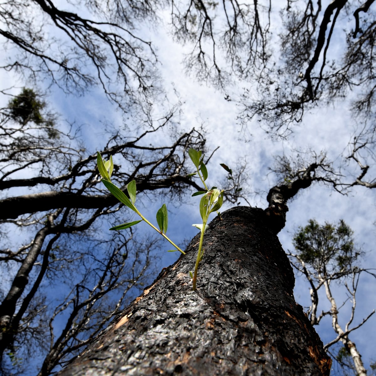 Australia Needs A Clear Plan To Address Inadequate Environmental Policy Not Buck Passing And Hand Wringing Environment The Guardian