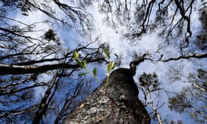 Green shots sprout from trees affected by bushfires at Peregian Beach, Australia, 15 January 2020.