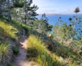 A hiking trail with trees and flowers overlooking the ocean.