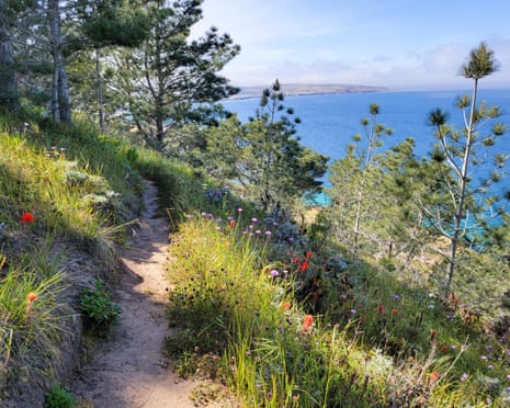 A hiking trail with trees and flowers overlooking the ocean.