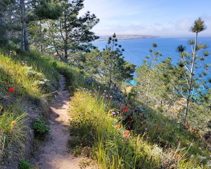 This US island is home to flora found nowhere else. Now, a wildfire threatens extinction