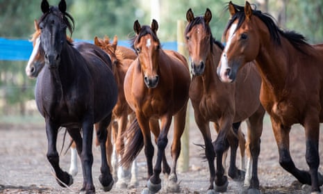 Horses in the Barmah Brumby Preservation Group’s brumby sanctuary, at the south-eastern edge of Barmah national park