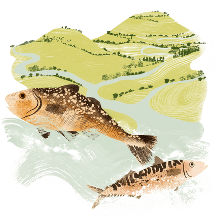 Superimposed image showing plastics in the river, in the sea and in the fish Superimposed image showing plastics in the fish, in the bread and in the milk that were featured in the previous illustration.