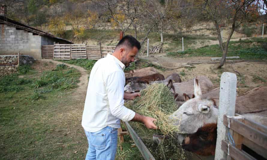 Elton Kikia feeds donkeys in a yard at his family’s dairy farm in the village of Paper, Albania