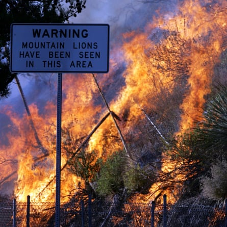 A hillside is on fire behind a sign that reads ‘Warning, mountain lions have been seen in this area’