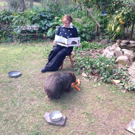 Jackie French reading Diary of a Wombat to Mothball the wombat, enjoying some carrots