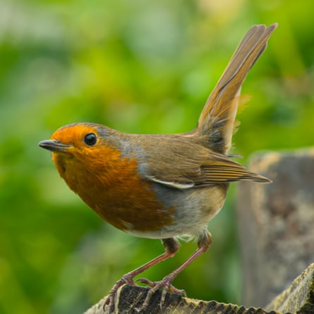 Closeup of a robin