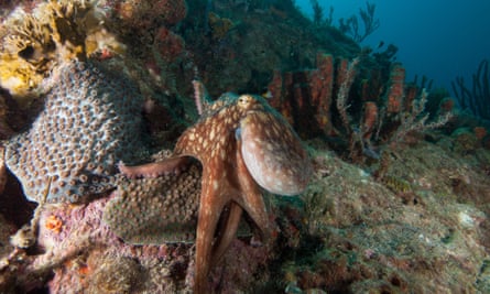Common octopus hunting on coral reef.