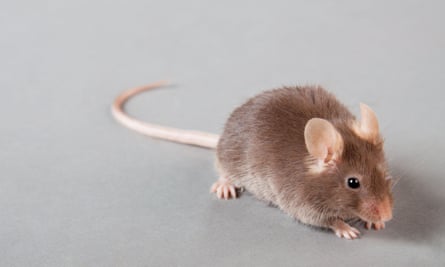 A brown mouse with a long tail against a neutral grey background (actually, it may be a small rat, I'm no expert).