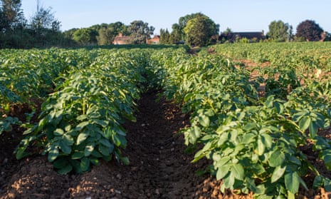 There is already concerns for the potato crop, with half of England’s expected to fail because it cannot be irrigated.