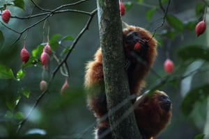 Golden lion tamarins, also known as golden marmoset, nibble on fruits in Silva Jardim, Rio de Janeiro state, Brazil. To help this threatened exotic animal reproduce, a viaduct has been built between forests