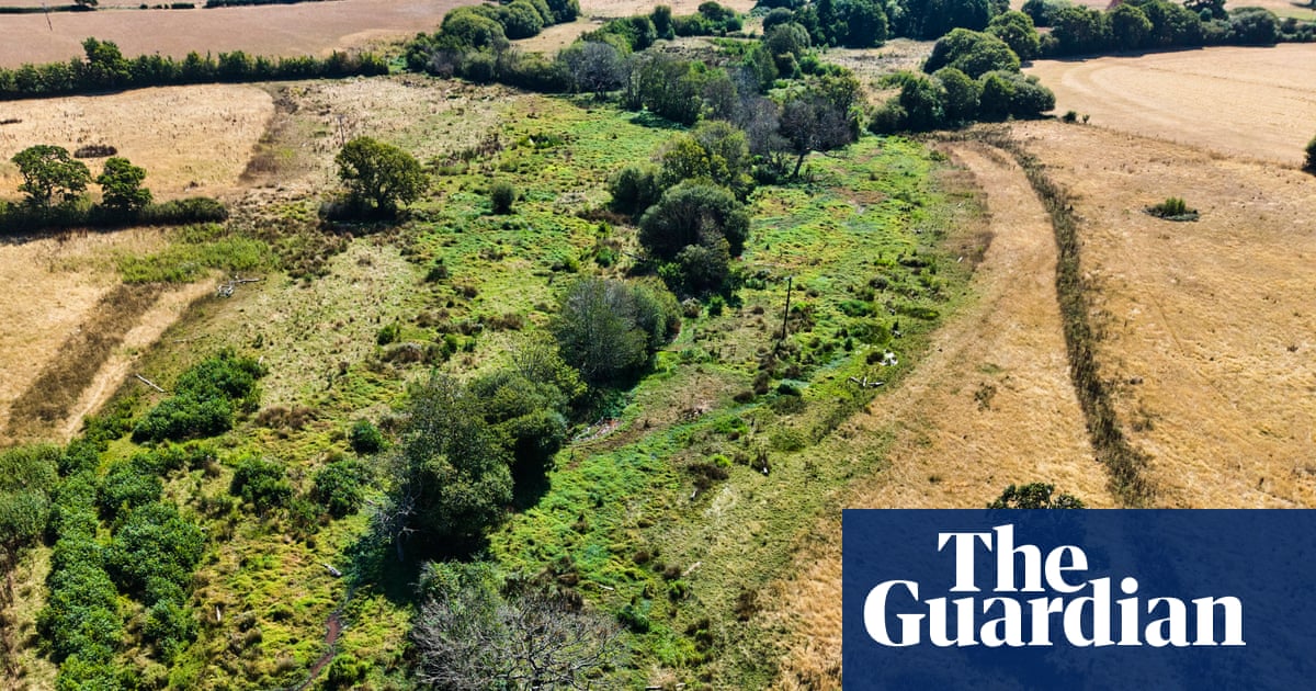 Rewilded land remains green amid drought-stricken English countryside, images show
