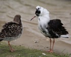 Country diary: Watching the ruffs strut like ludicrous Walter Raleighs | Michael J Warren