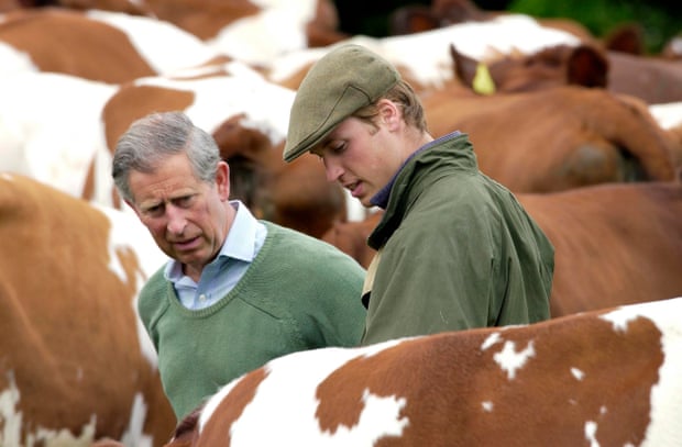 Charles and William inspecting the Ayrshire cattle raised at Duchy Home Farm