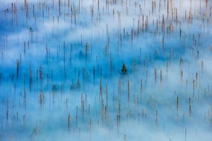 Vencedor da categoria de plantas e fungos: Dead Forest por Radomir Jakubowski (Alemanha) Parque Nacional da Floresta da Baviera, Alemanha