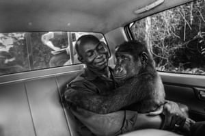 A gorilla in the hands of her carer as they drive to a new and larger sanctuary run for the care of orphaned or captive apes rescued by Ape Action Africa in Cameroon