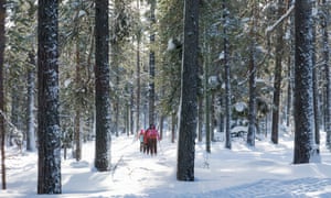 Family explore woodland on cross country skis