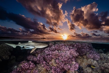 Shark and coral reef at sunset