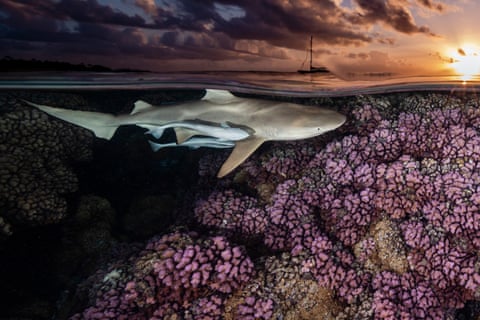 Shark and coral reef at sunset