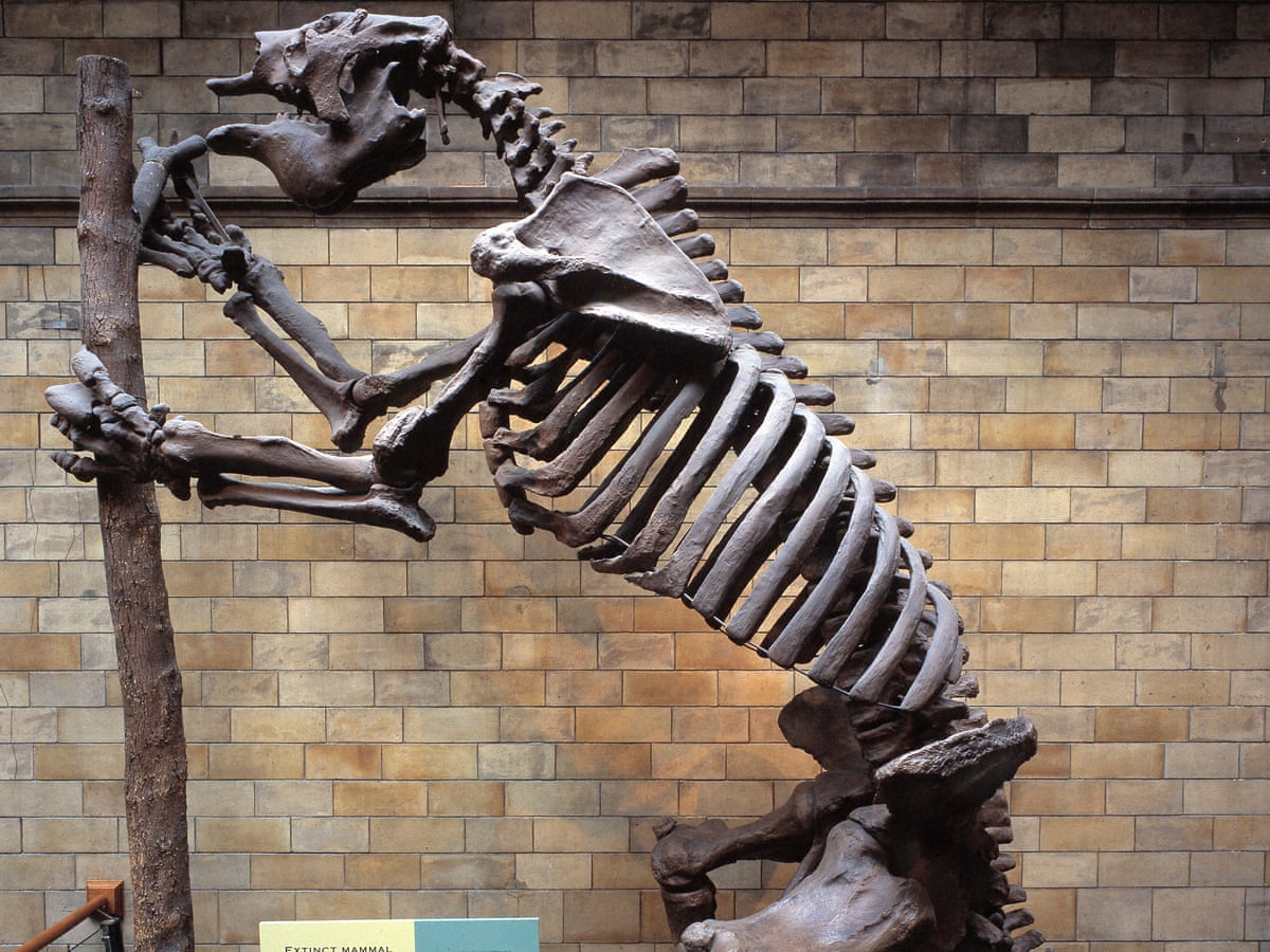 Darwin's lost fossils – including a sloth the size of a car – to be made public | Fossils | The Guardian
