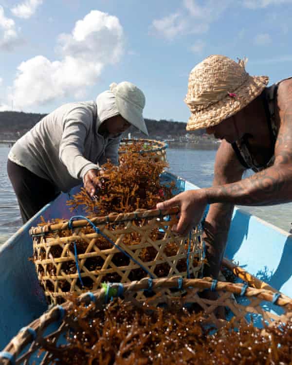 Seaweed farmers Bali