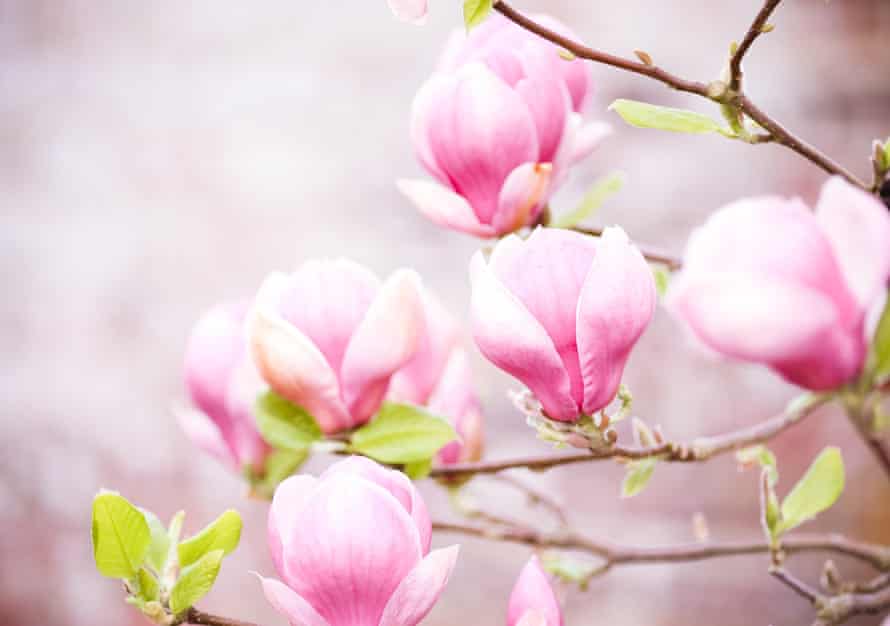 Magnolia