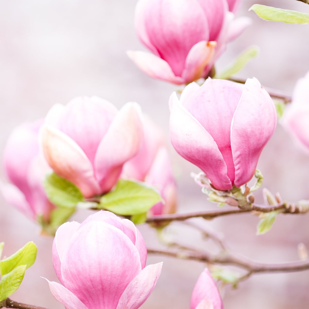 There Are No Happy Lockdowns But Every Lockdown Is Unhappy In Its Own Way Kirsten Tranter The Guardian There Are No Happy Lockdowns But Every Lockdown Is Unhappy In Its Own Way Kirsten Tranter The Guardian