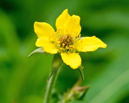 A wood aven flower