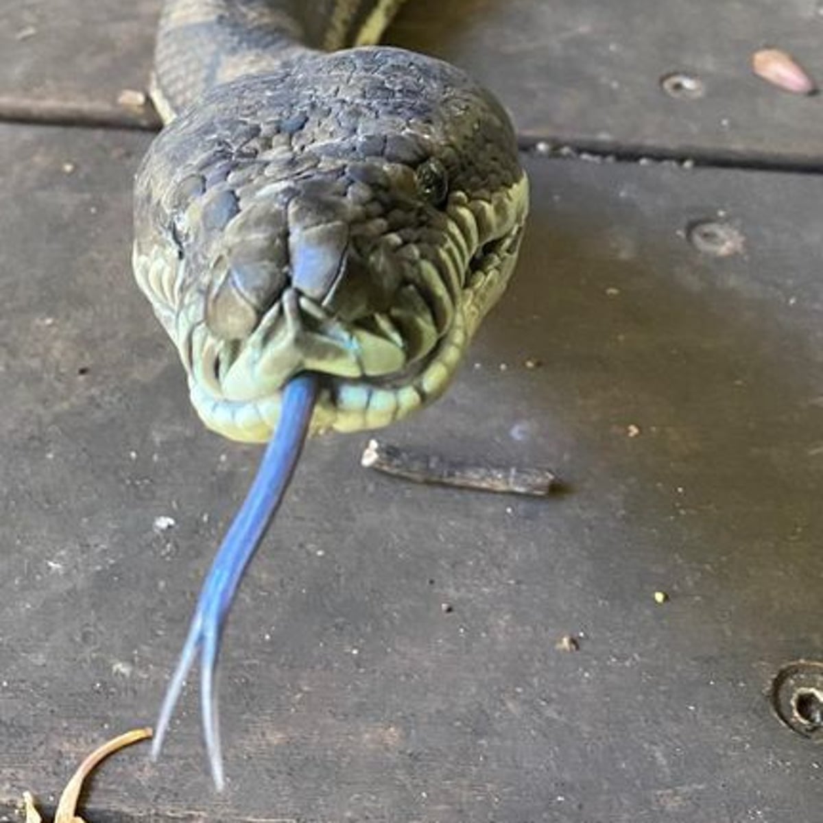 Giant Australian Snake
