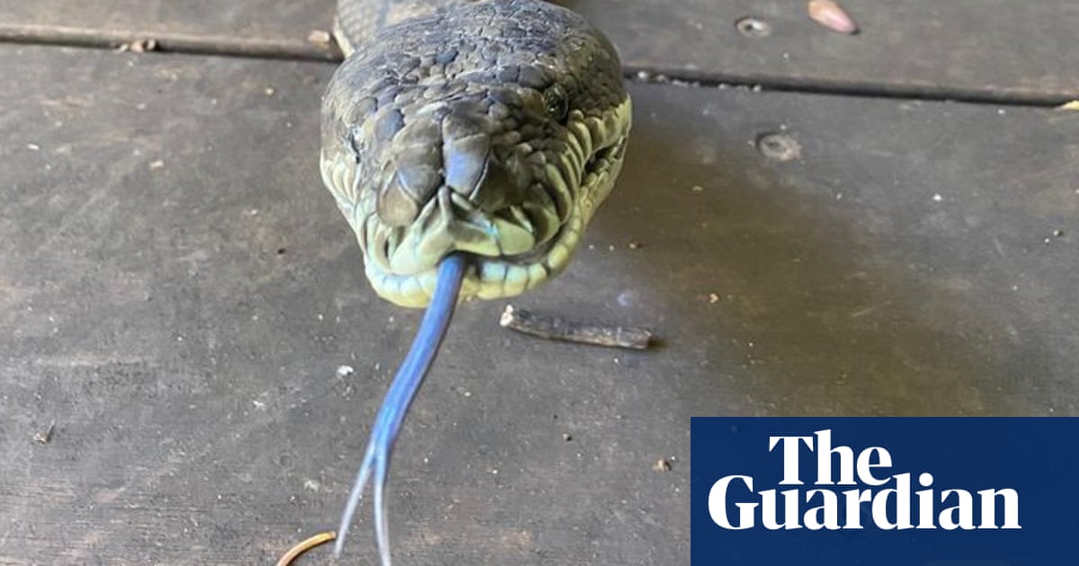 snakes on a plate australian man