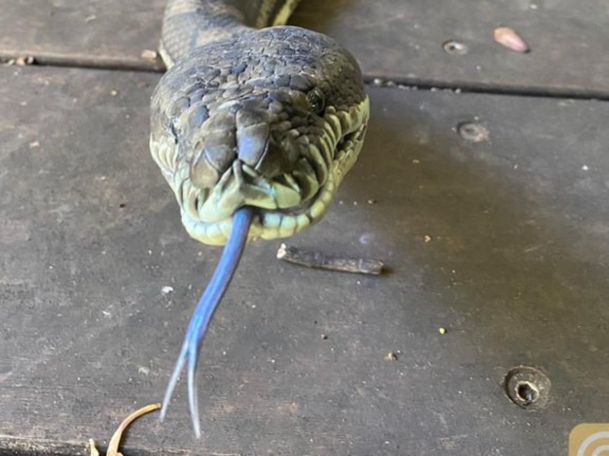 Snakes On A Plate Australian Man Shocked After Massive Serpents Crash Through Kitchen Ceiling Environment The Guardian