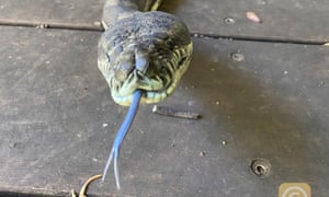 Snakes On A Plate Australian Man Shocked After Massive Serpents Crash Through Kitchen Ceiling Environment The Guardian