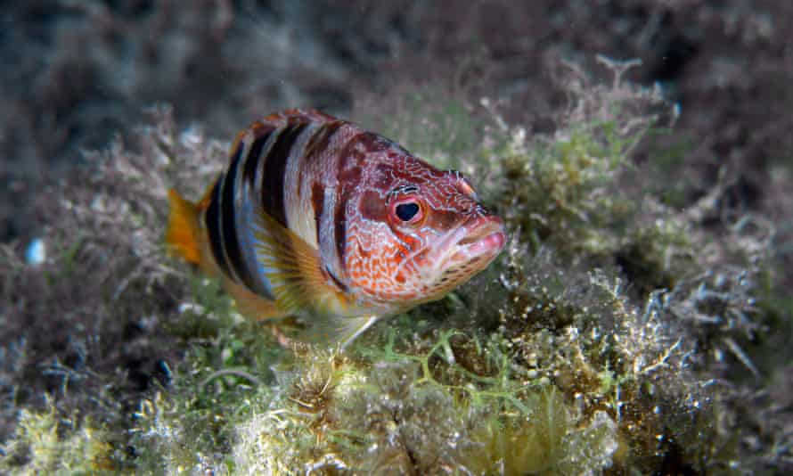 A painted comber (Serranus scriba) in the Llevant marine reserve, Mallorca