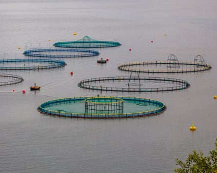 Nets on a salmon farm in Norway