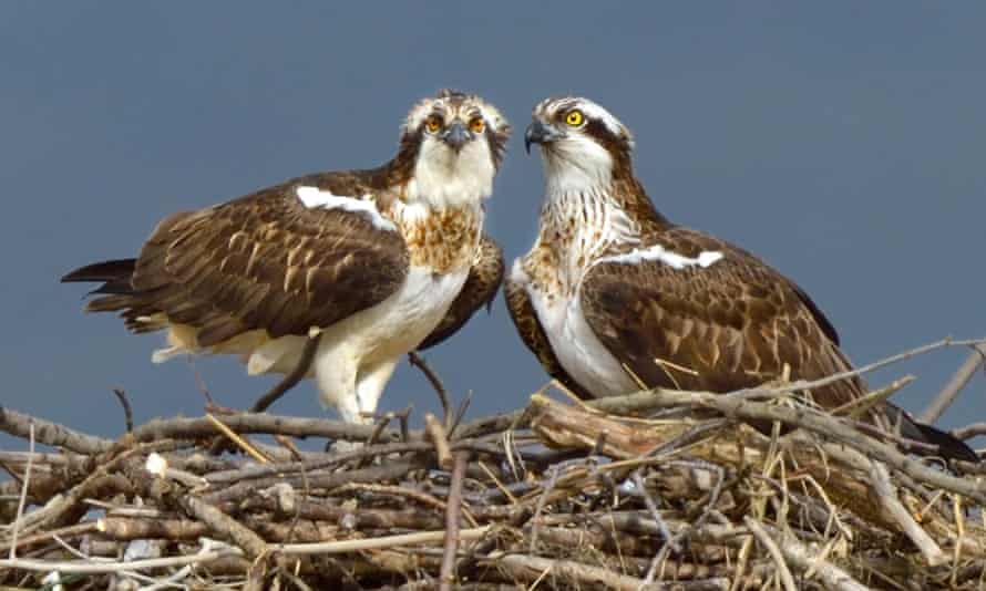 Osprey on the nest. Dyfi Estuary, Wales, UK