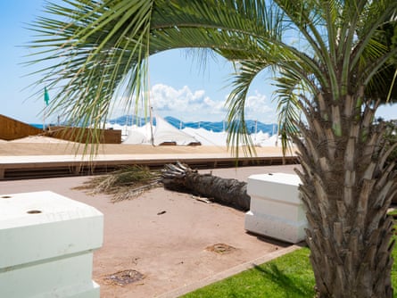 A fallen palm tree on the Croisette, with hills and the top of marquees in the background